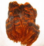 Capercailli hen feathers barred orange